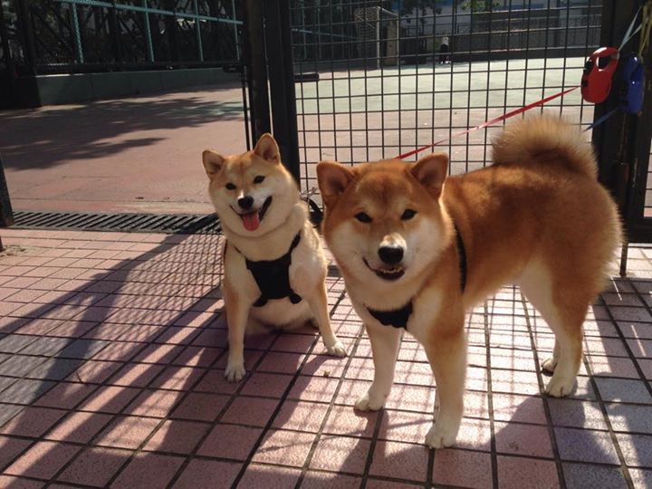 九游网页版入口-史上最“炫”扣篮：激情与艺术的完美融合，扣篮超燃bgm